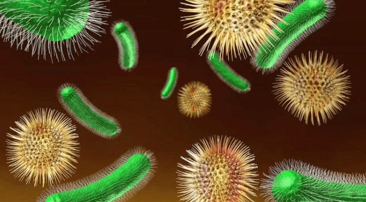 microbiata